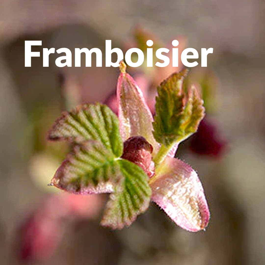 Framboisier (Bourgeon)