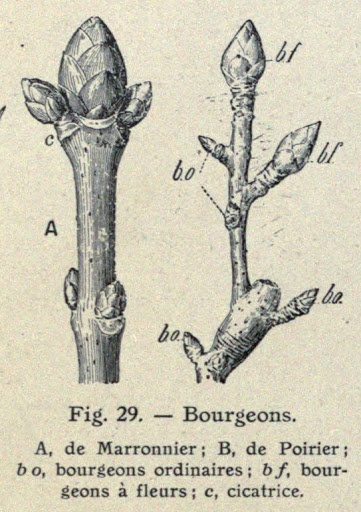 History of Gemmotherapy