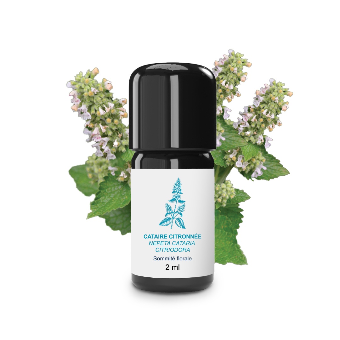 Aceite esencial de menta gatuna y limón 100% orgánico y artesanal