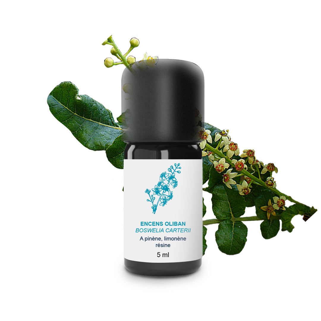 Aceite esencial de incienso Olibanum 100% orgánico y artesanal