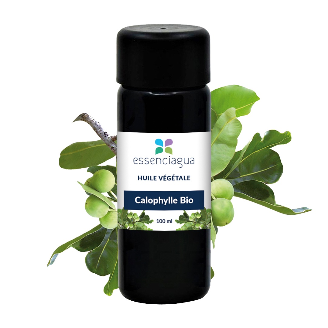 Huile végétale Calophylle