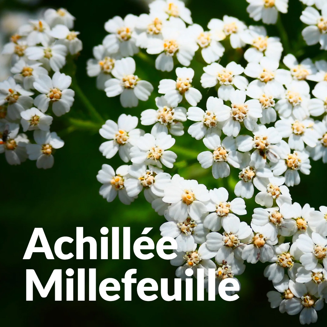 Achillea