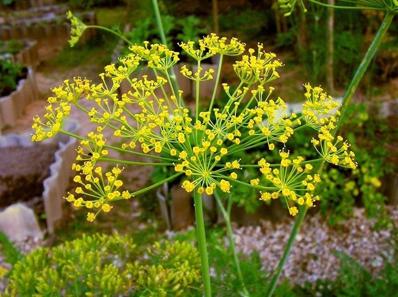 Burgundy dill — photo 2