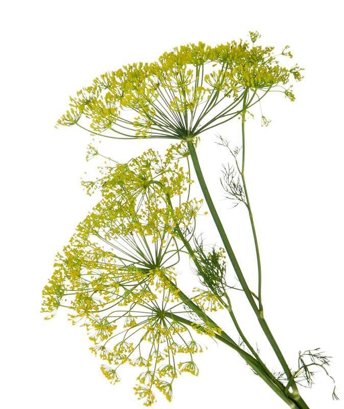 Burgundy dill — photo 3