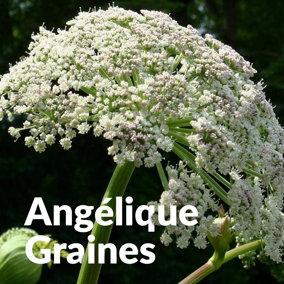 Semi di angelica