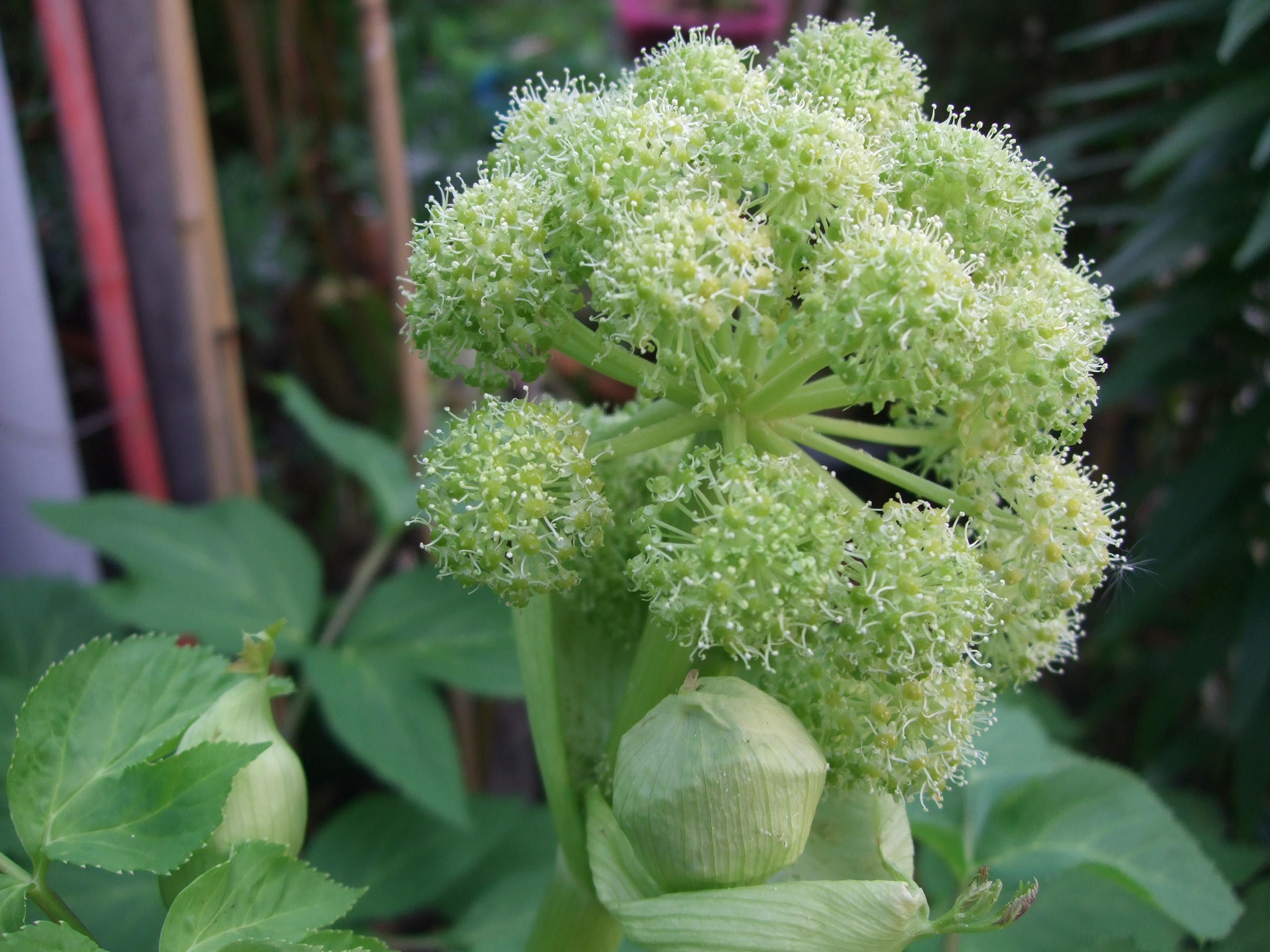 Angelica seeds — photo 2