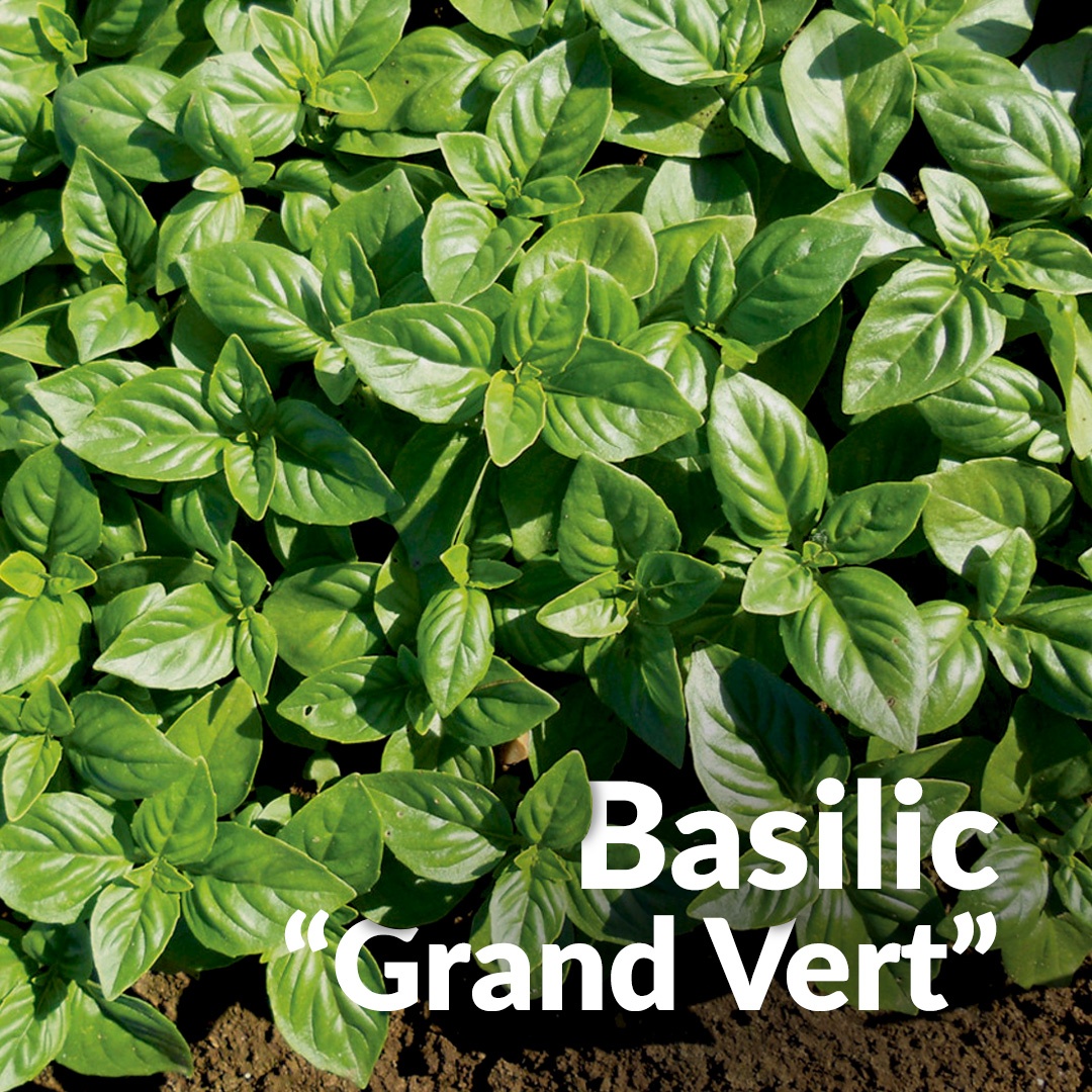 Basilico verde grande