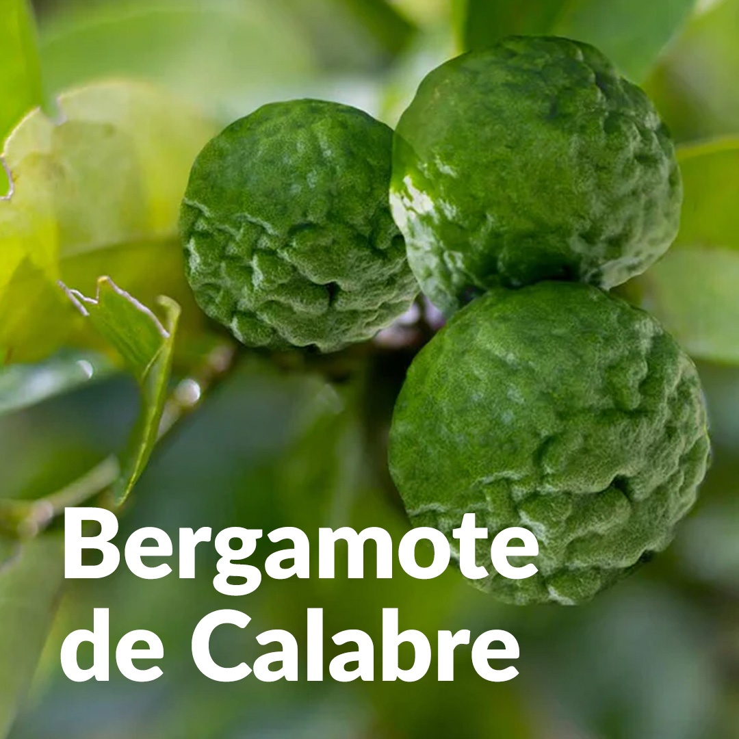Bergamotto calabrese