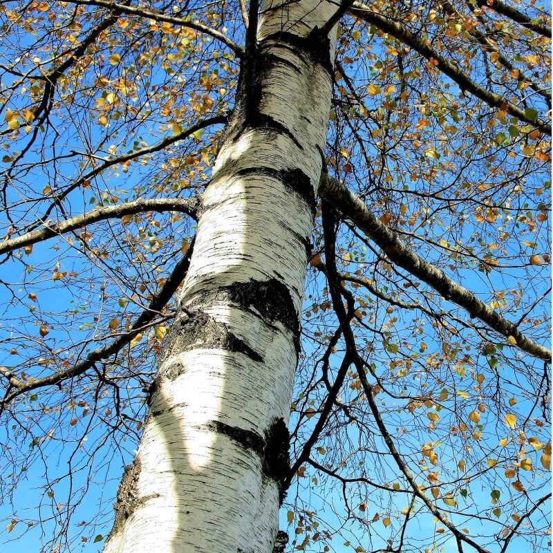 Warty birch (bud) — photo 3