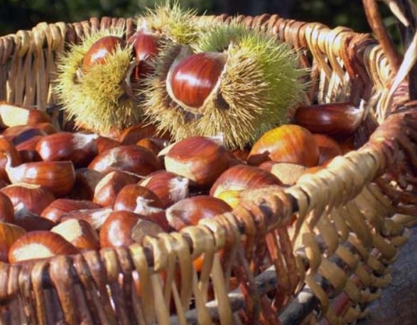 Chestnut (bud) — photo 3