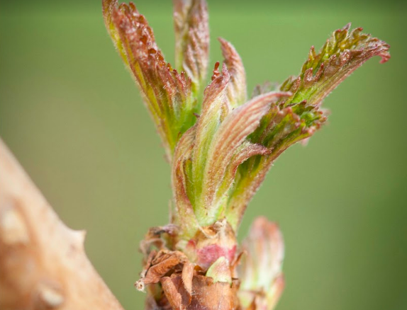 Raspberry (bud) — photo 3