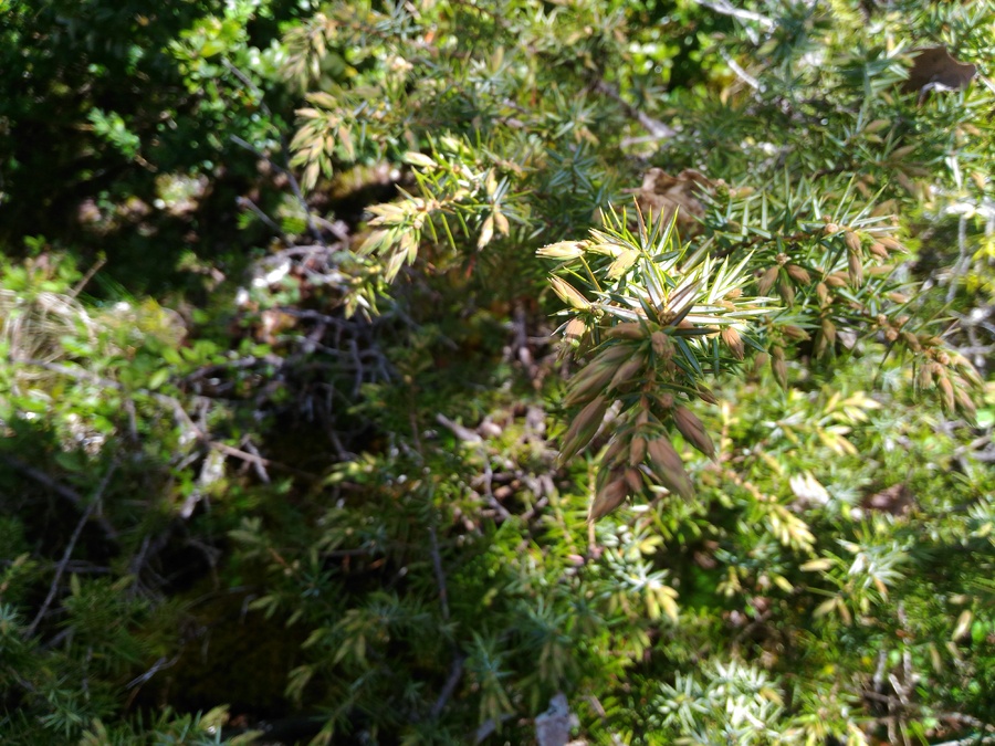 Juniper (bud) — photo 3