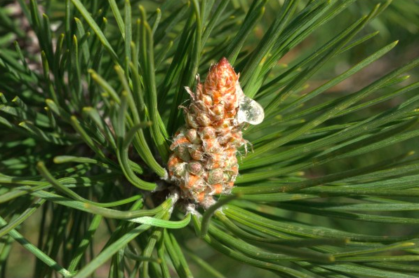 Mountain pine (bud) — photo 3