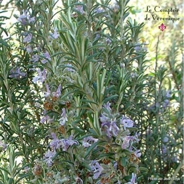 Rosemary (bud) — photo 3