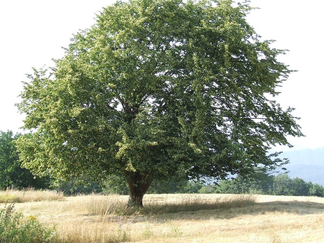 Silver linden (bud) — photo 3