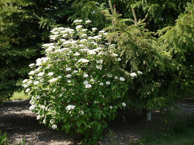 Viorne lantane（花蕾） — photo 3