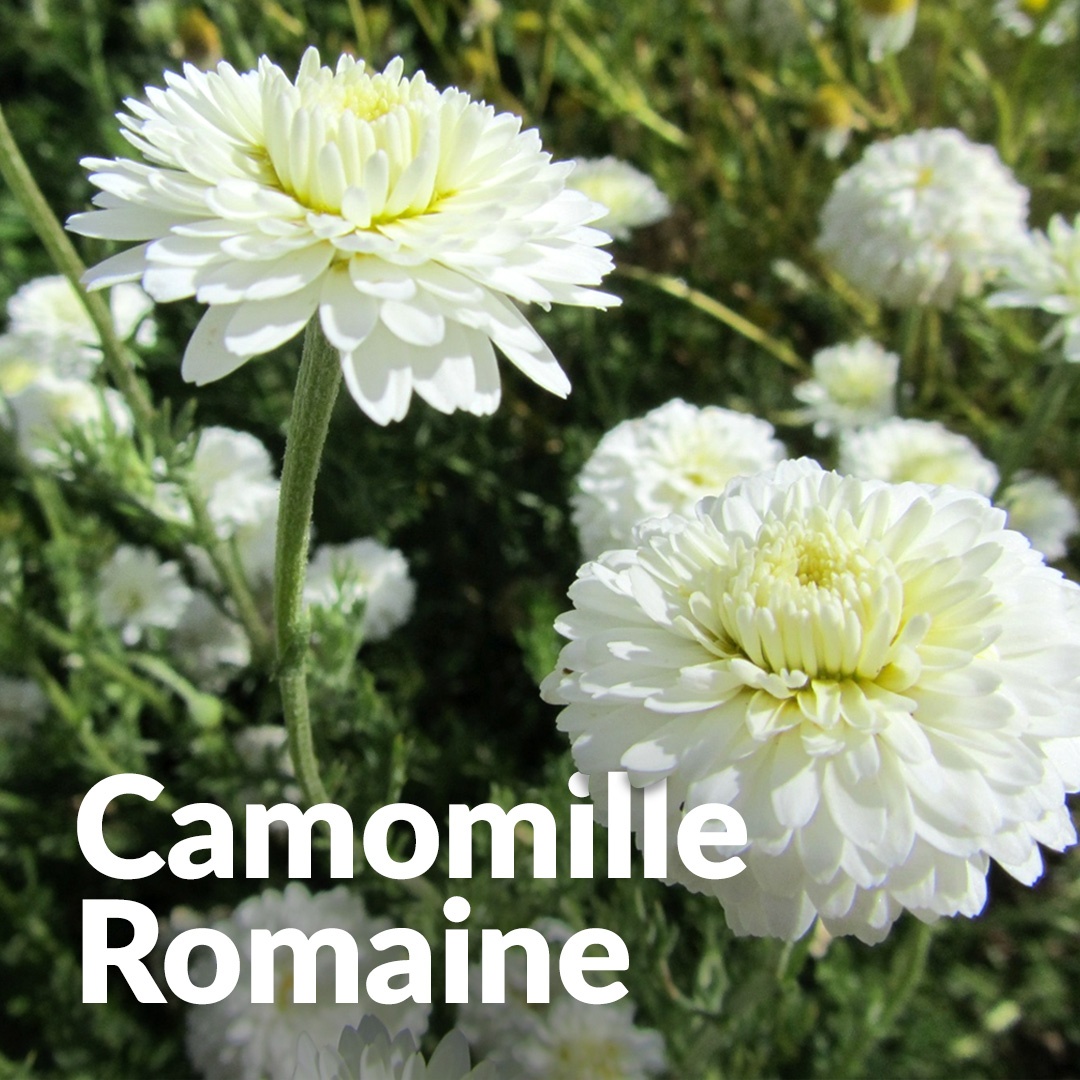 Camomilla romana