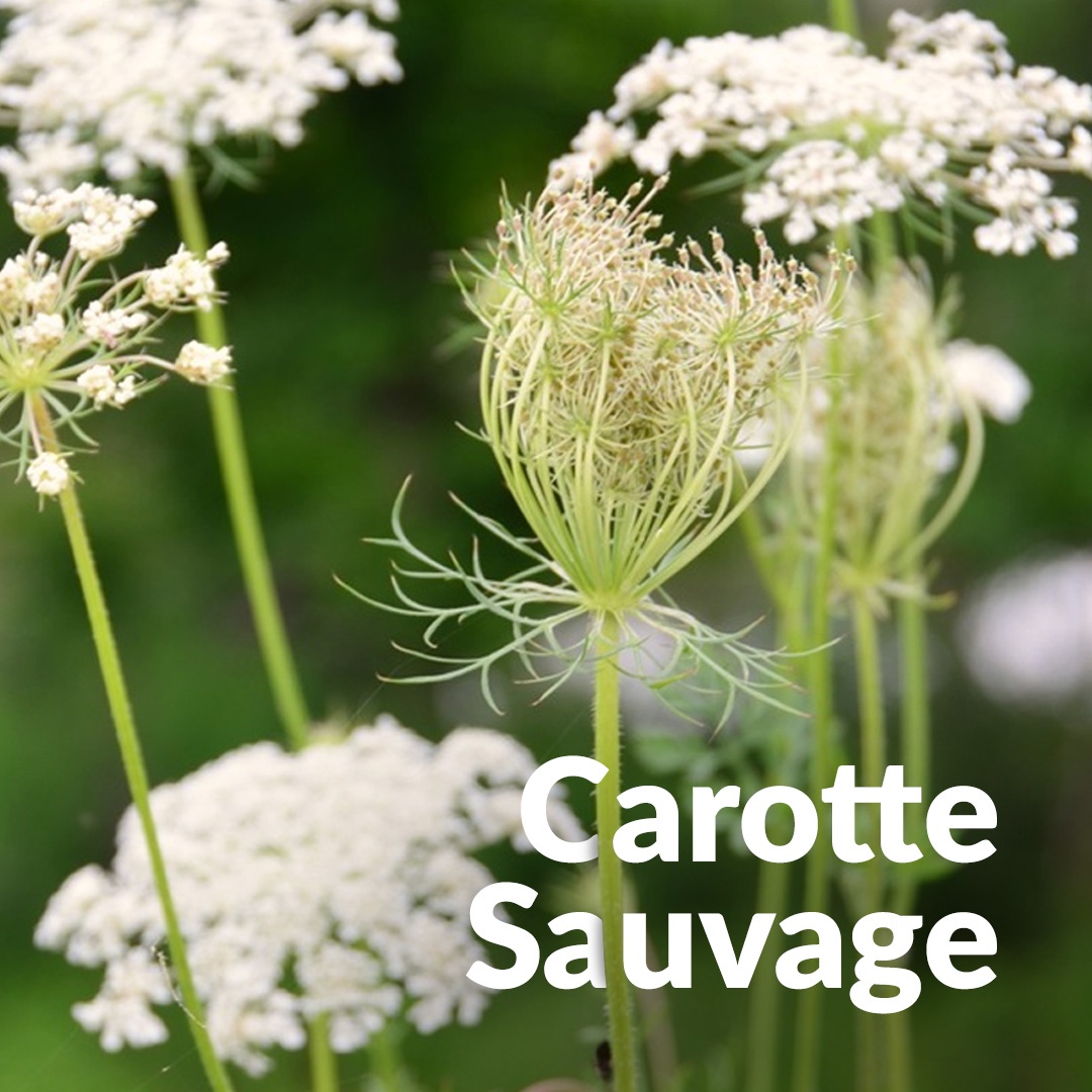 Carota selvatica