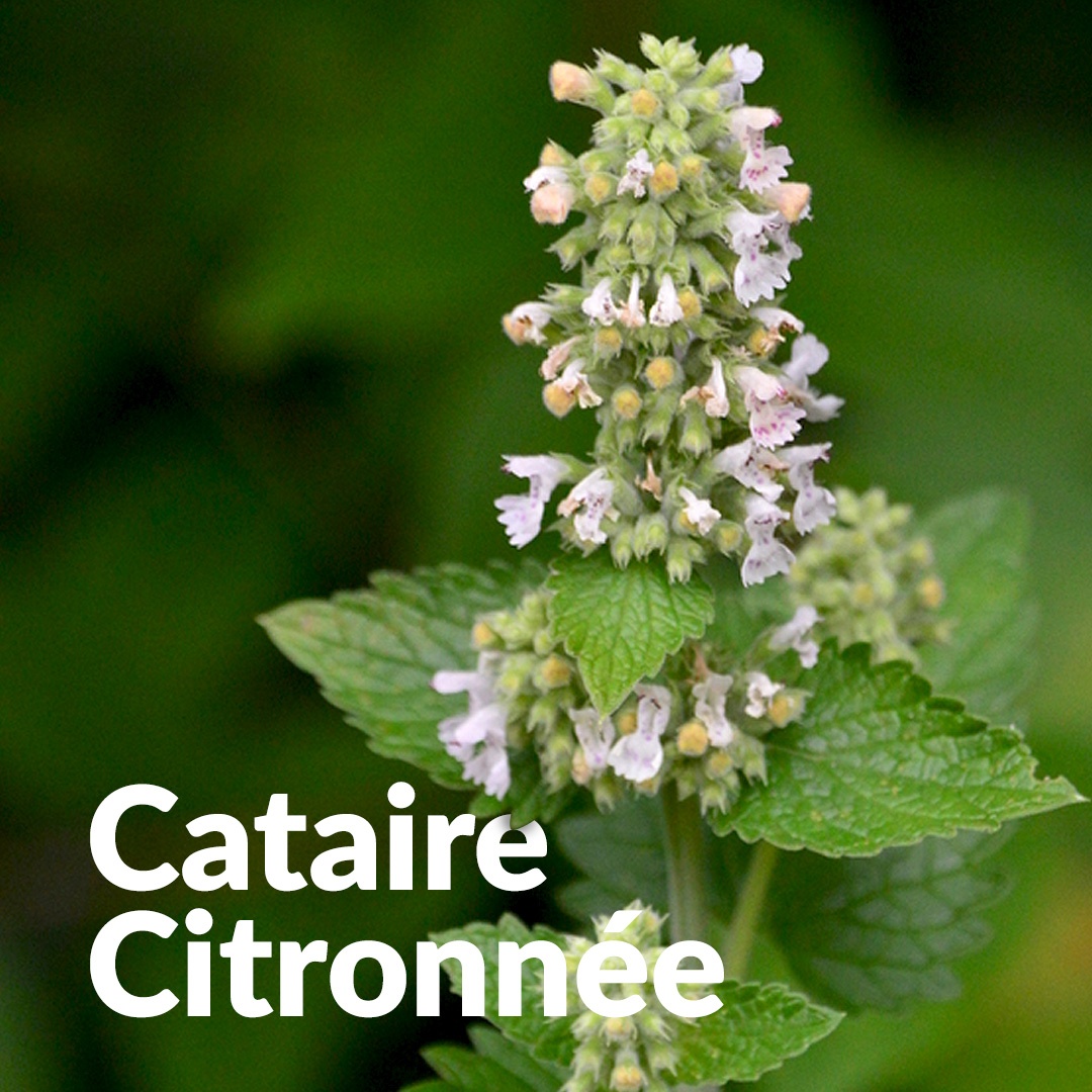 Erba gatta al limone