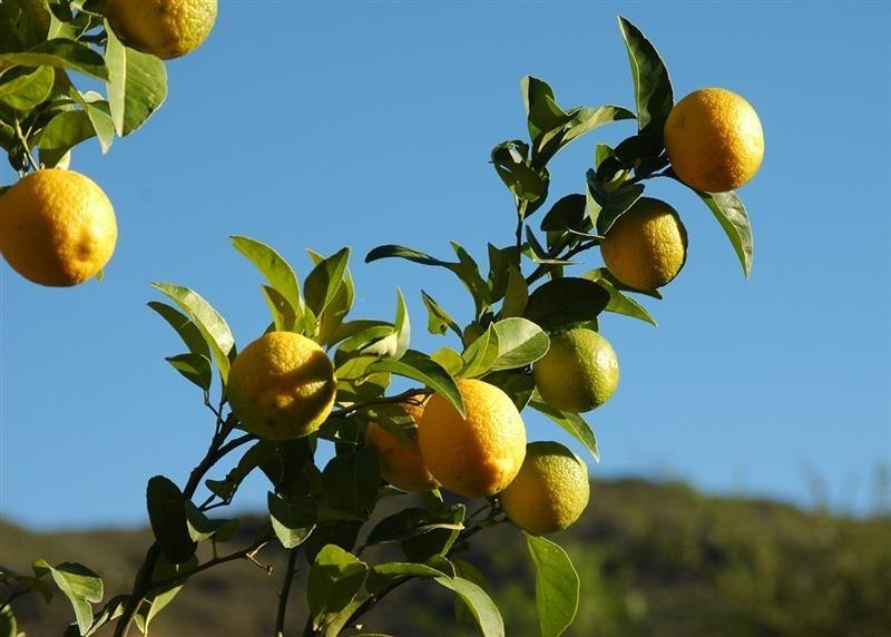 Lemon — photo 2