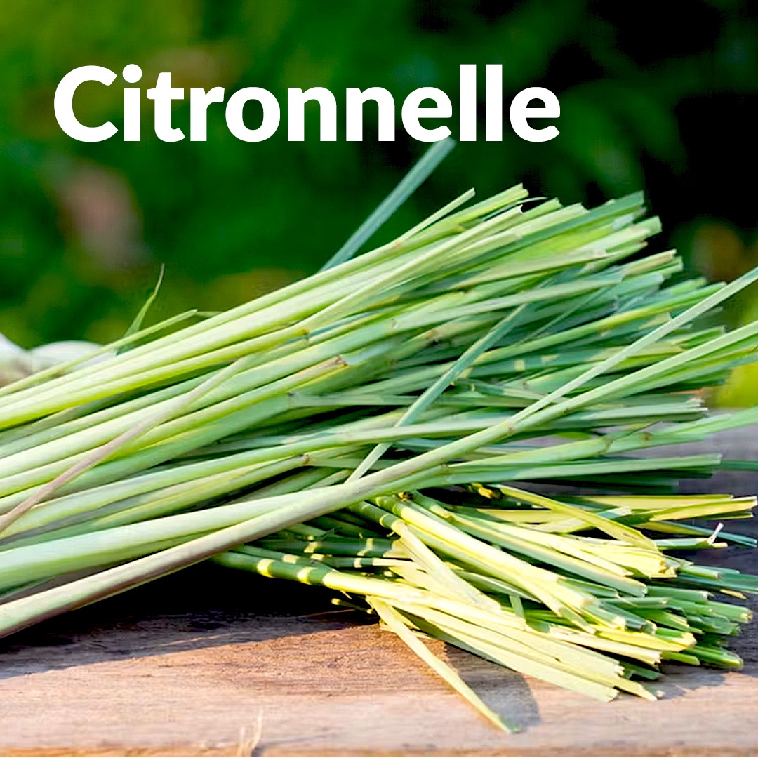 Citronella