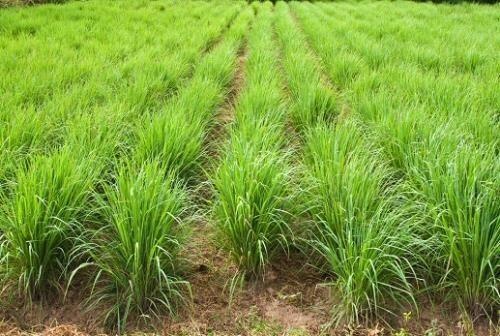 Lemongrass — photo 2