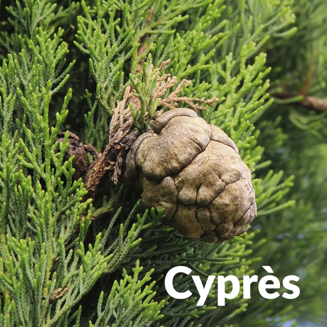 Cipresso sempreverde