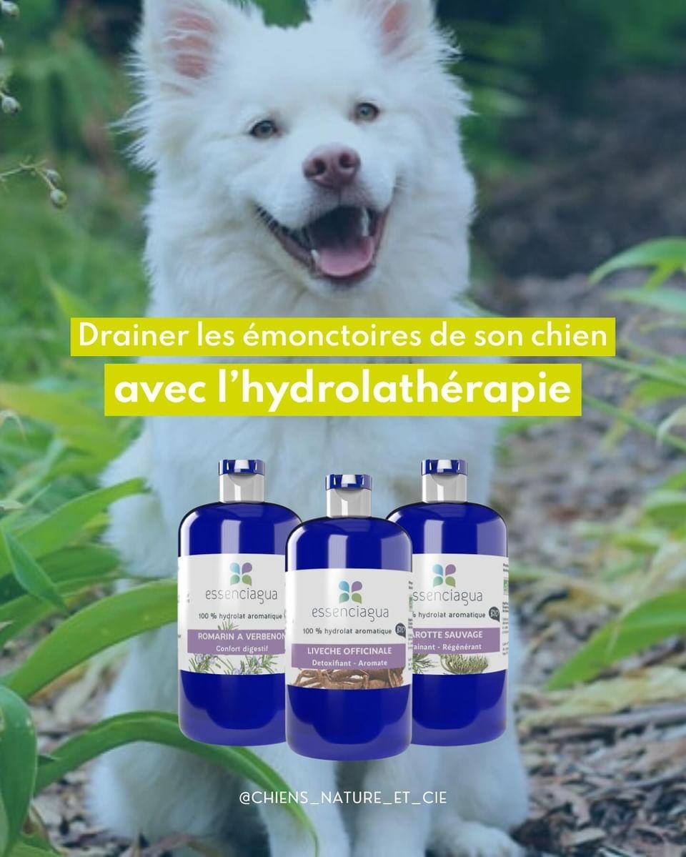 Drenaggio per cani in primavera