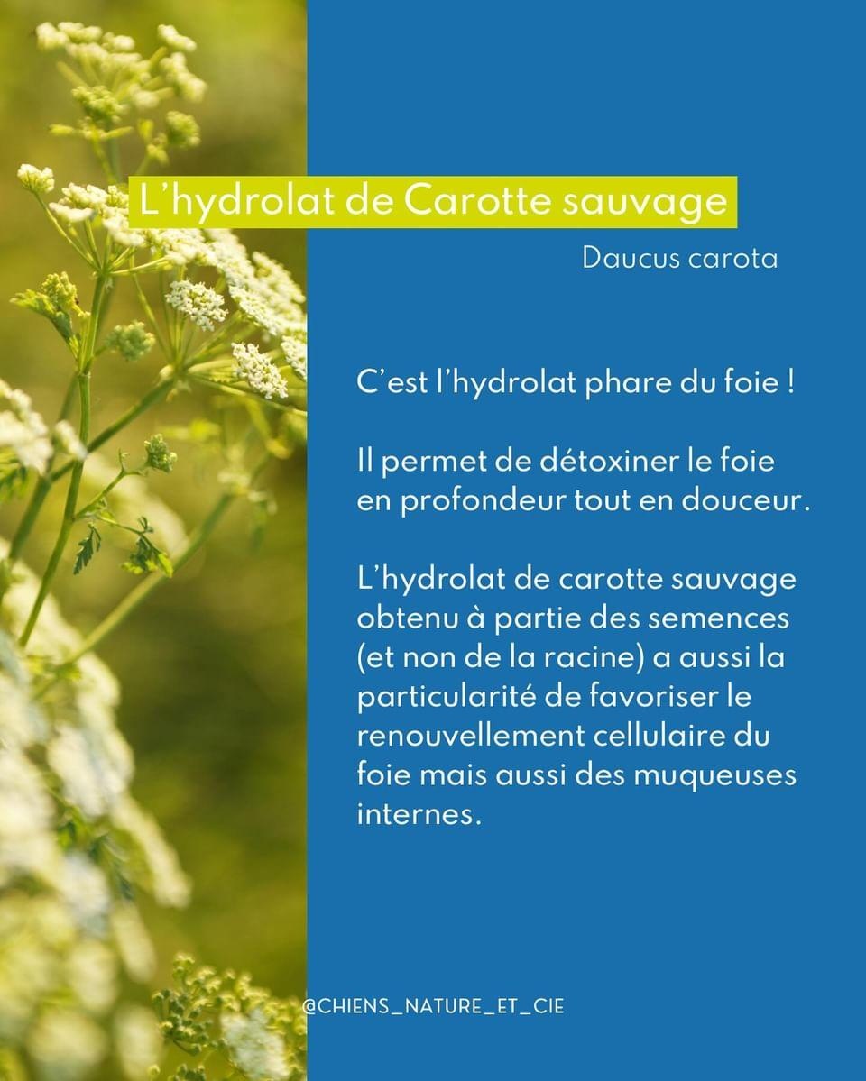 Drenaggio per cani in primavera