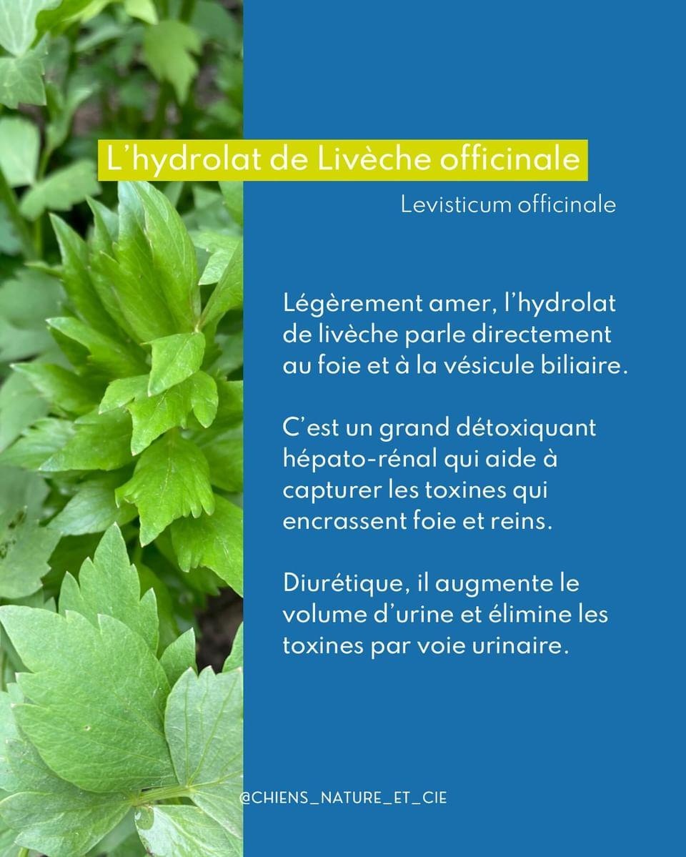 Drenaggio per cani in primavera