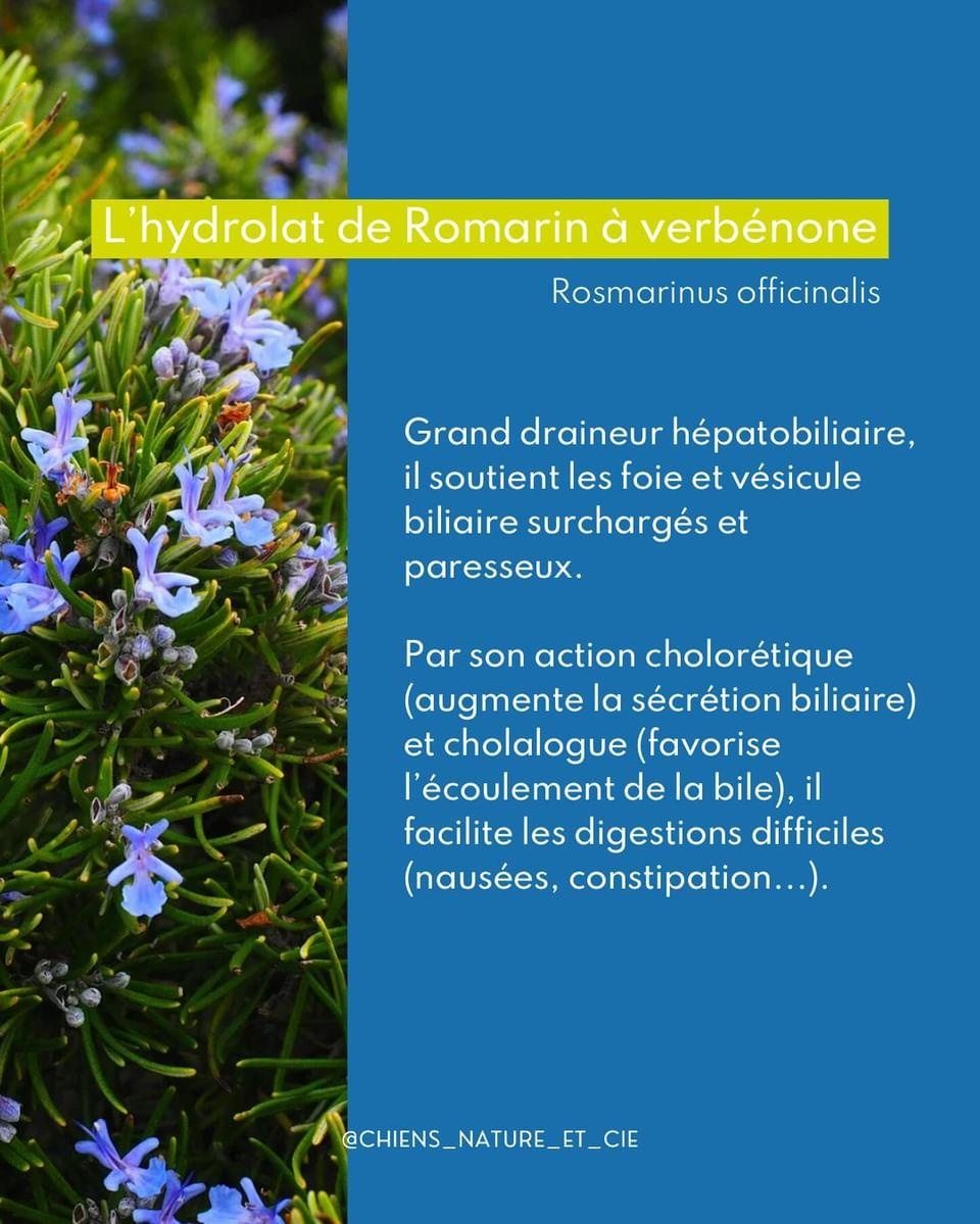 Drenaggio per cani in primavera