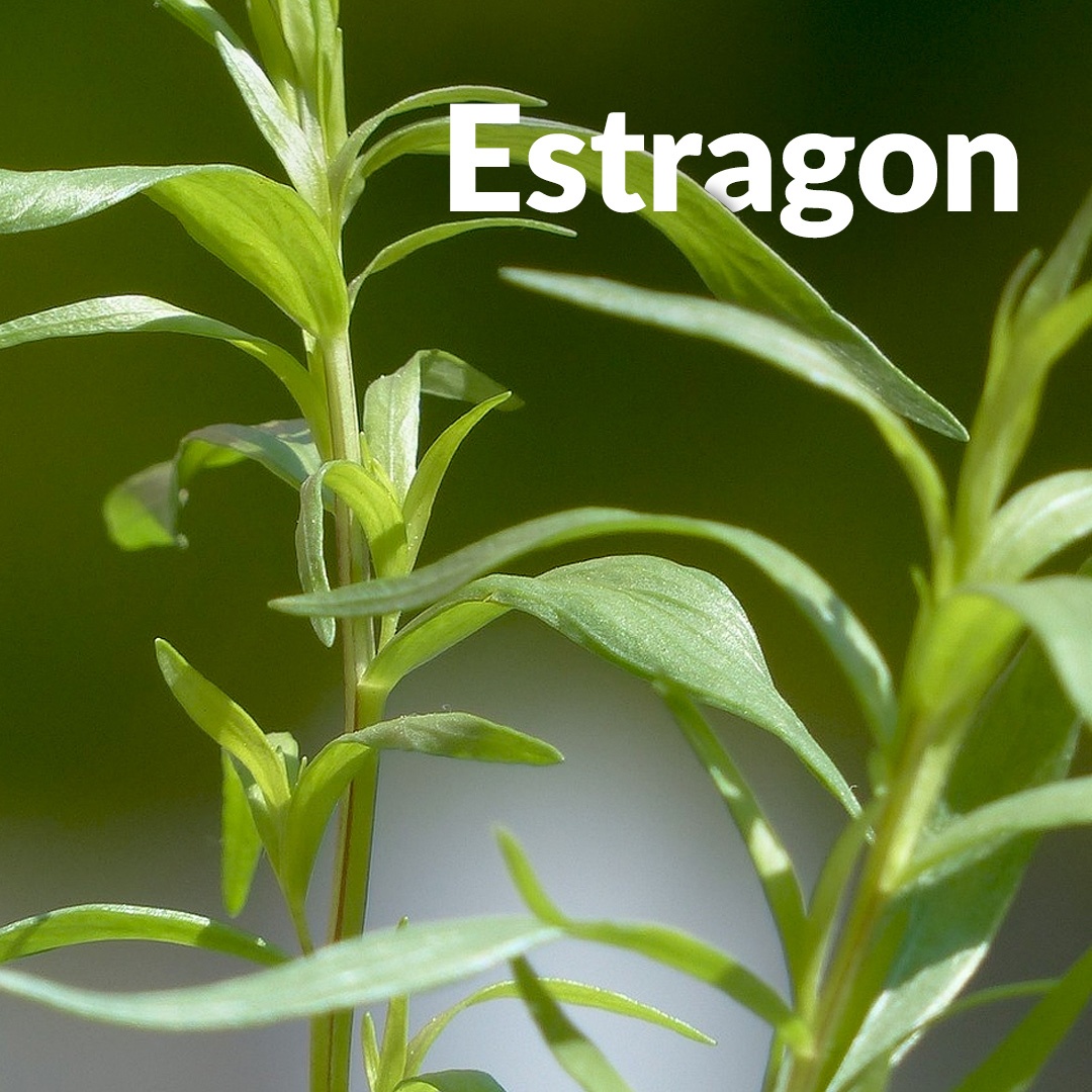 Estragone