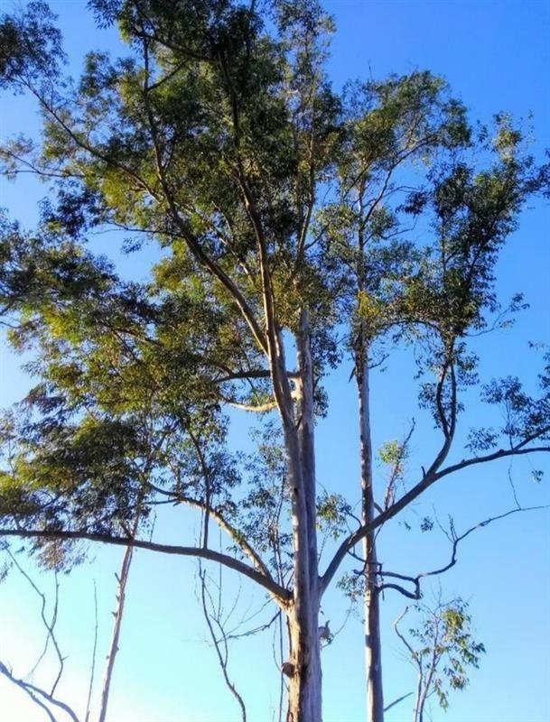 柠檬桉 — photo 2