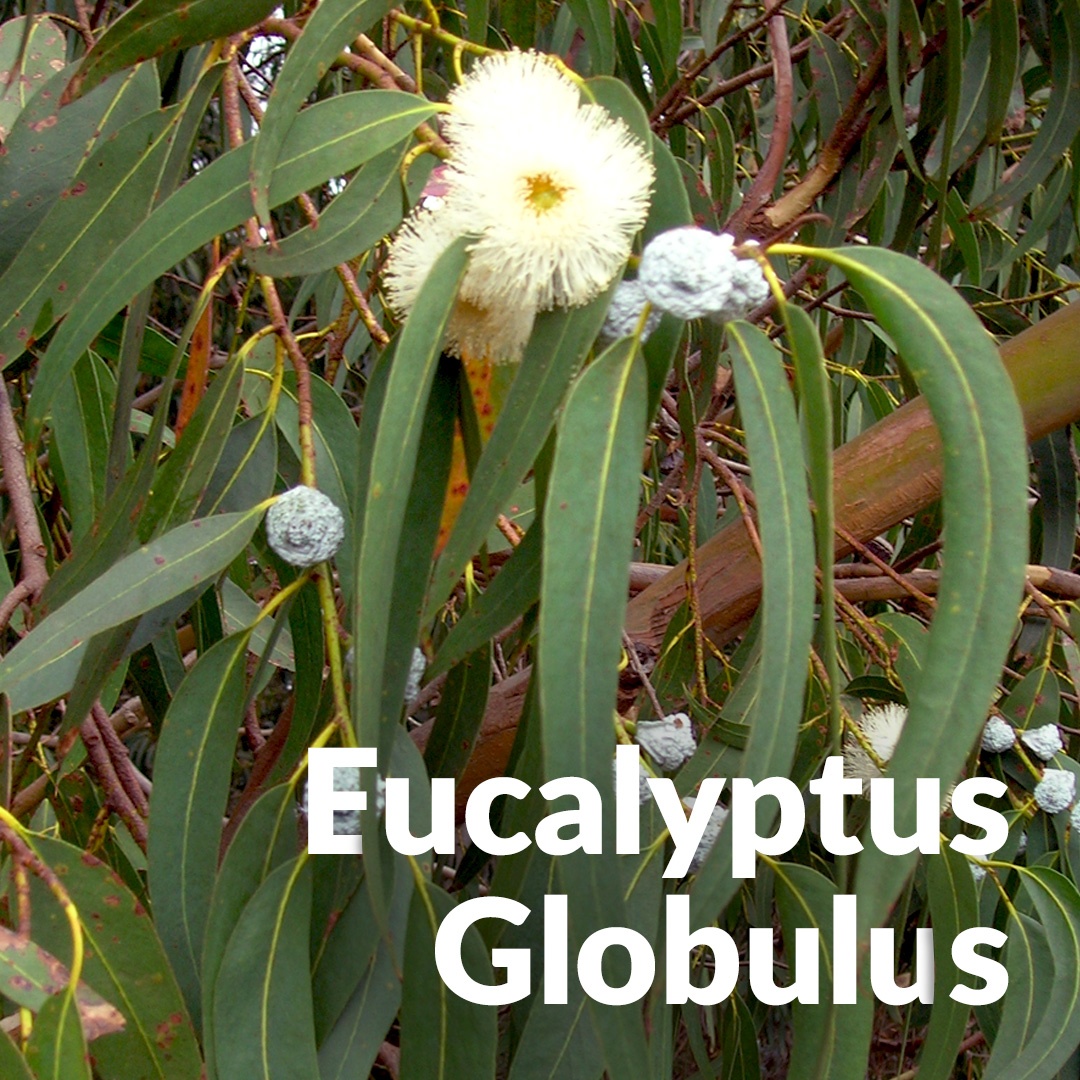 Eucalyptus globulus dall'Andalusia
