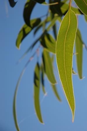 Eucalyptus globulus from Andalusia — photo 2