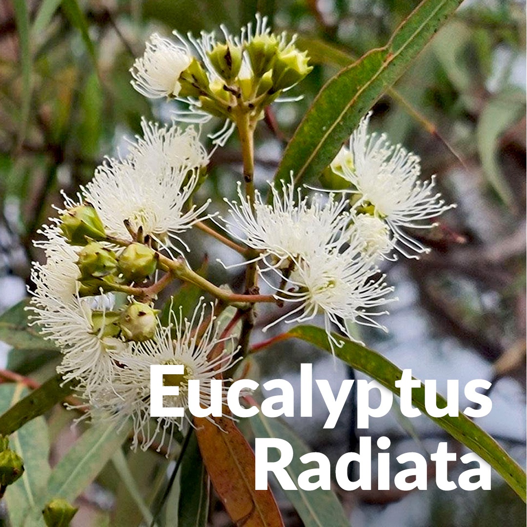 Eucalipto radiata