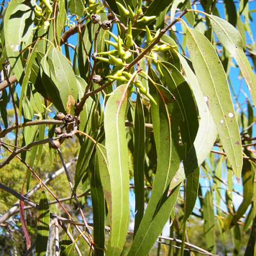 Eucalyptus radié — photo 2