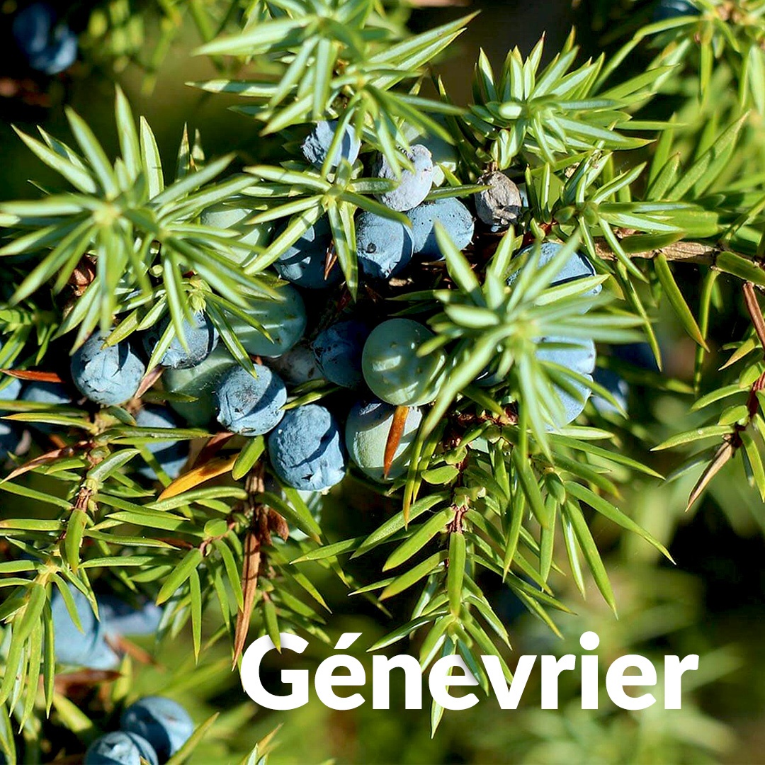 Ginepro comune di Quercy