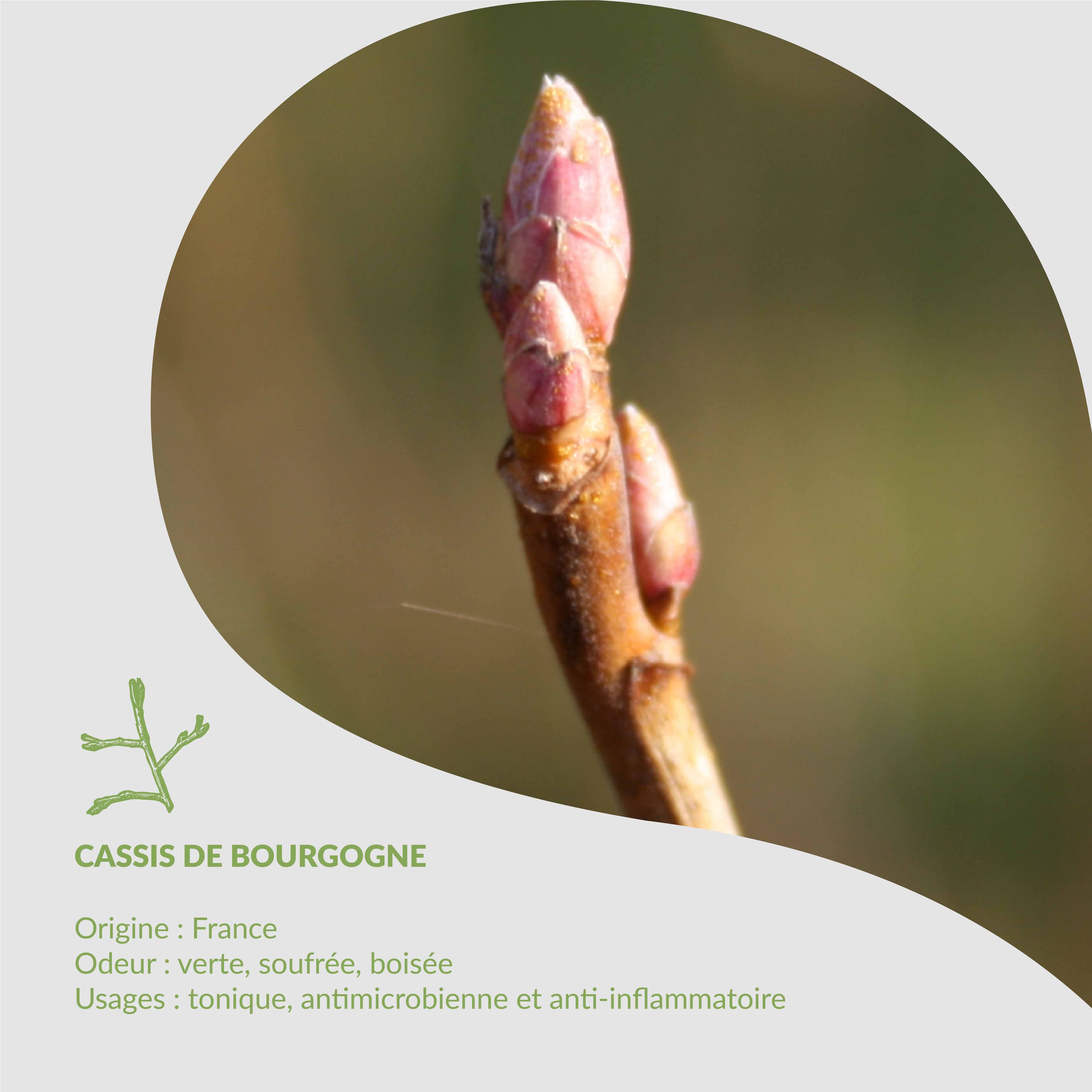 🌿 Erbario di Essenciagua - Cassis de Bourgogne🌿