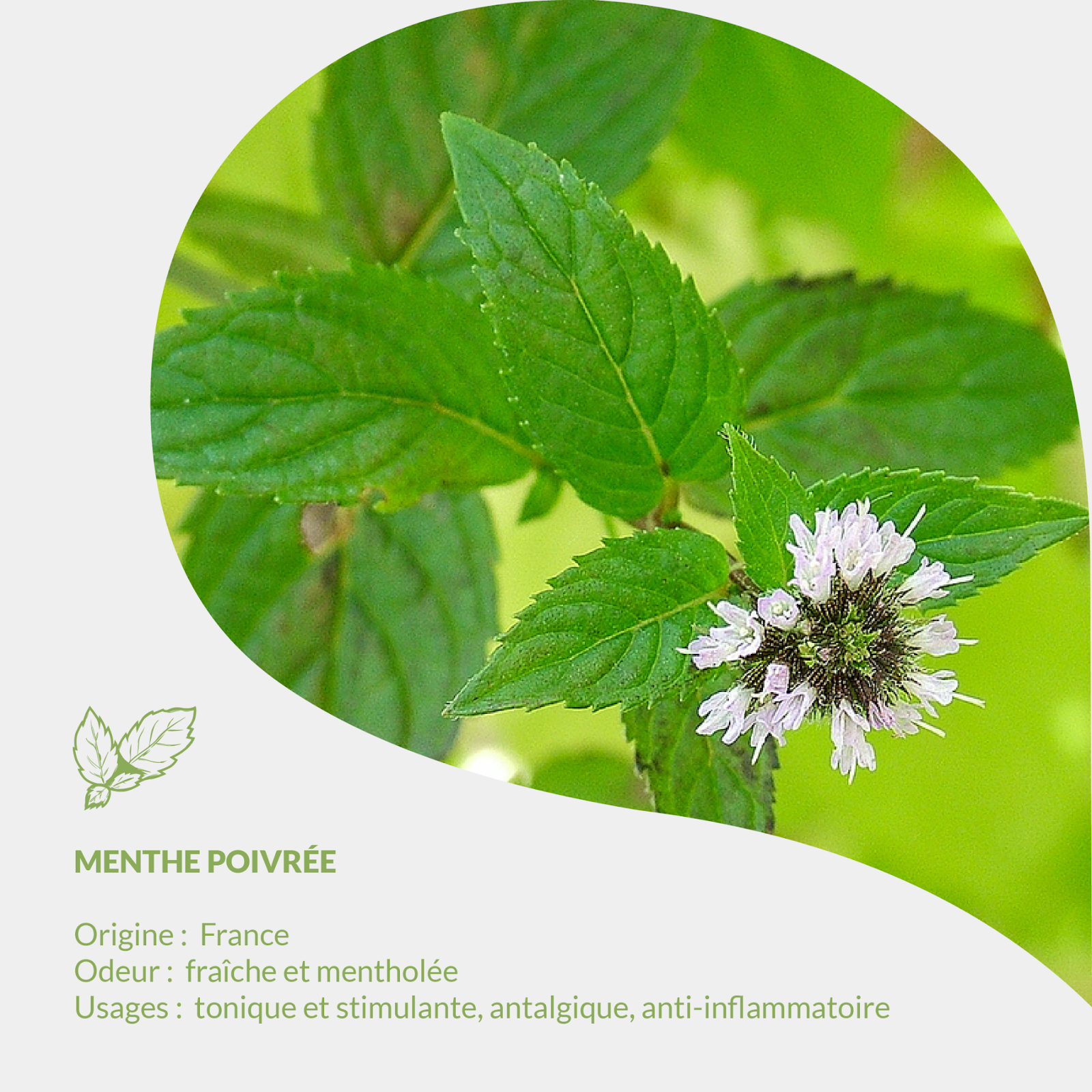 Herbarium Essenciagua - Peppermint