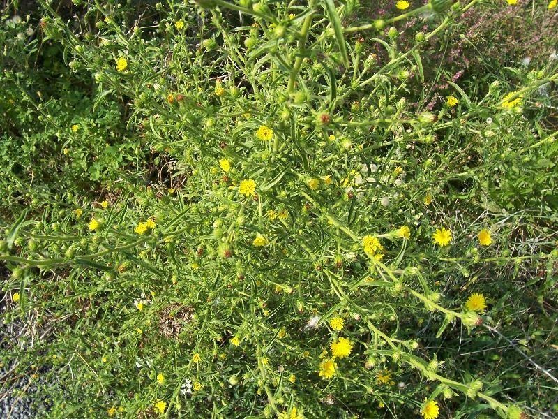Inula — photo 2