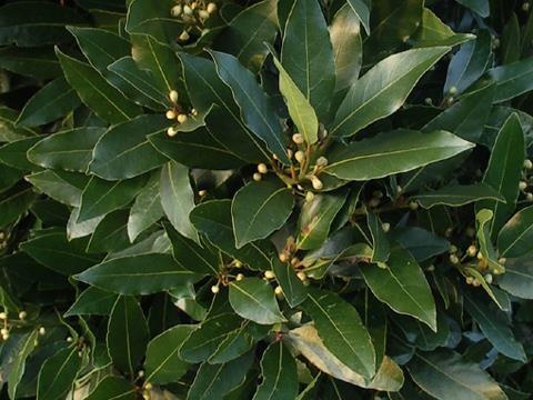 Noble laurel — photo 2