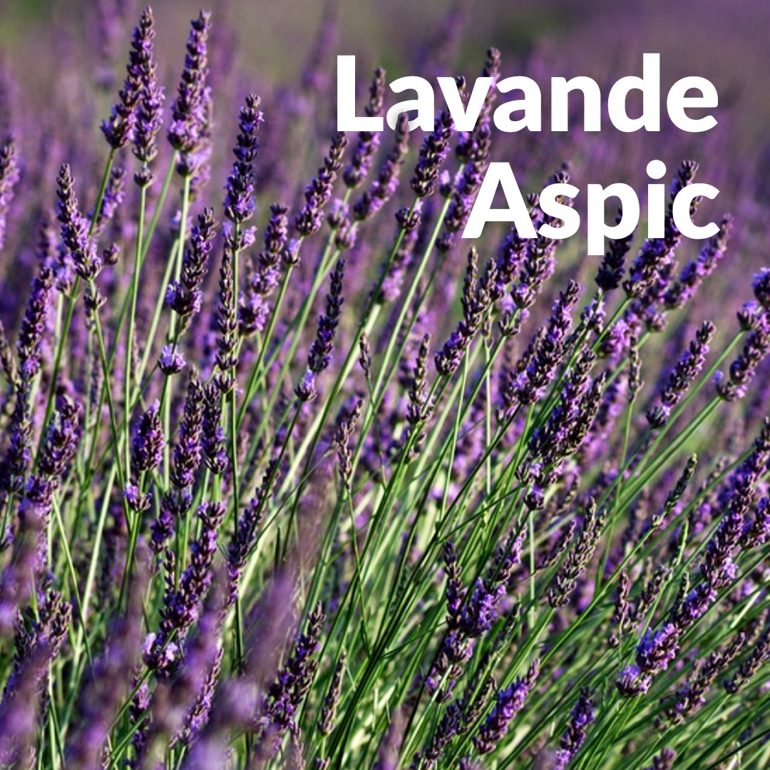 Spiga di lavanda