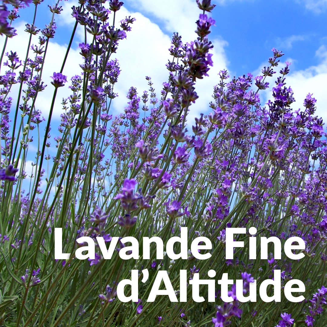 Lavanda fine d'alta quota