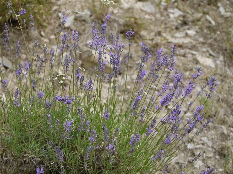 Lavande fine d'altitude — photo 2