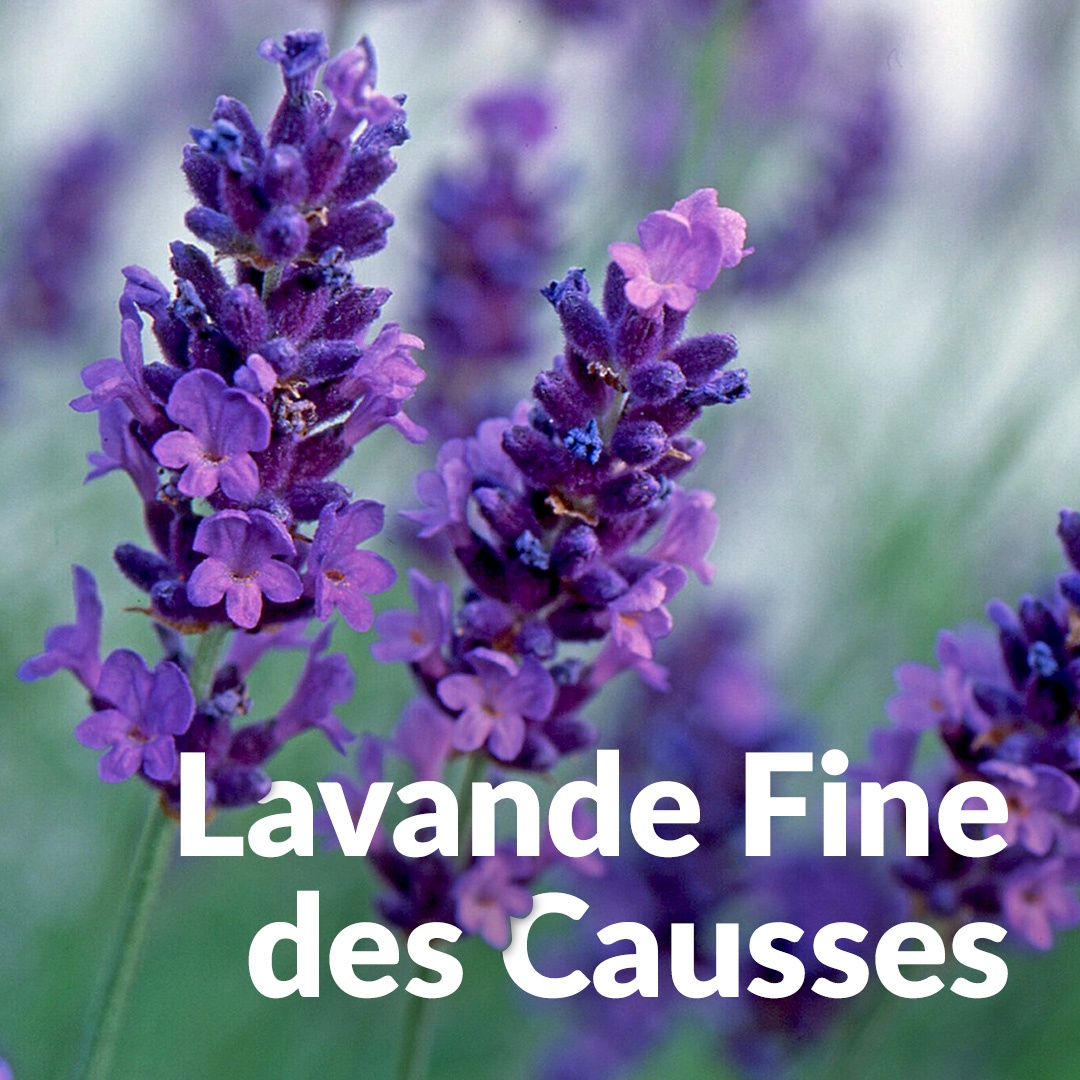 Lavanda fine di Causses