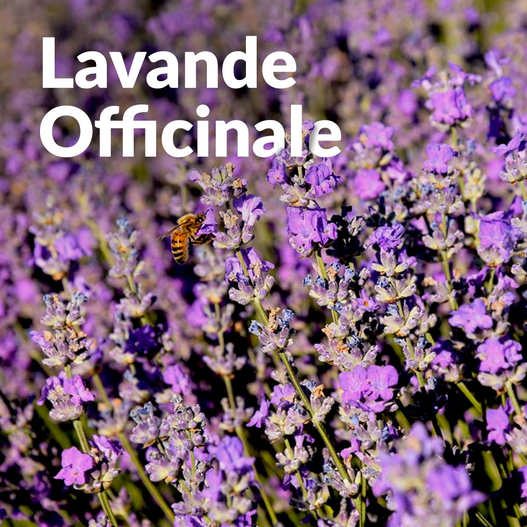 Lavande officinale angustifolia du Tarn