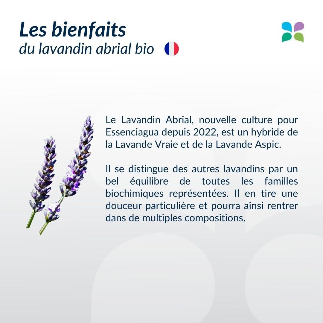 Le lavandin abrial vs. La lavande fine des Causses