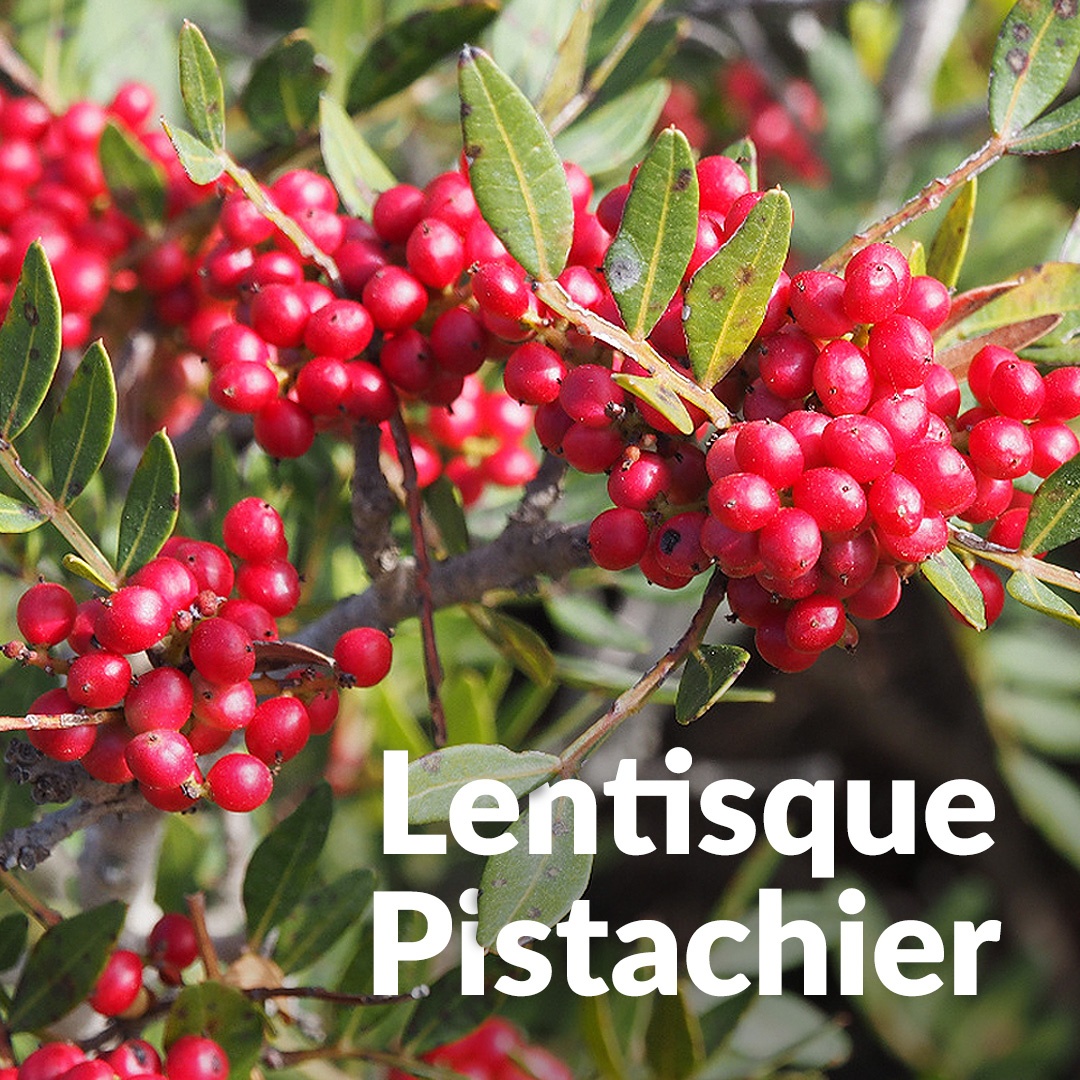 Mastice di pistacchio