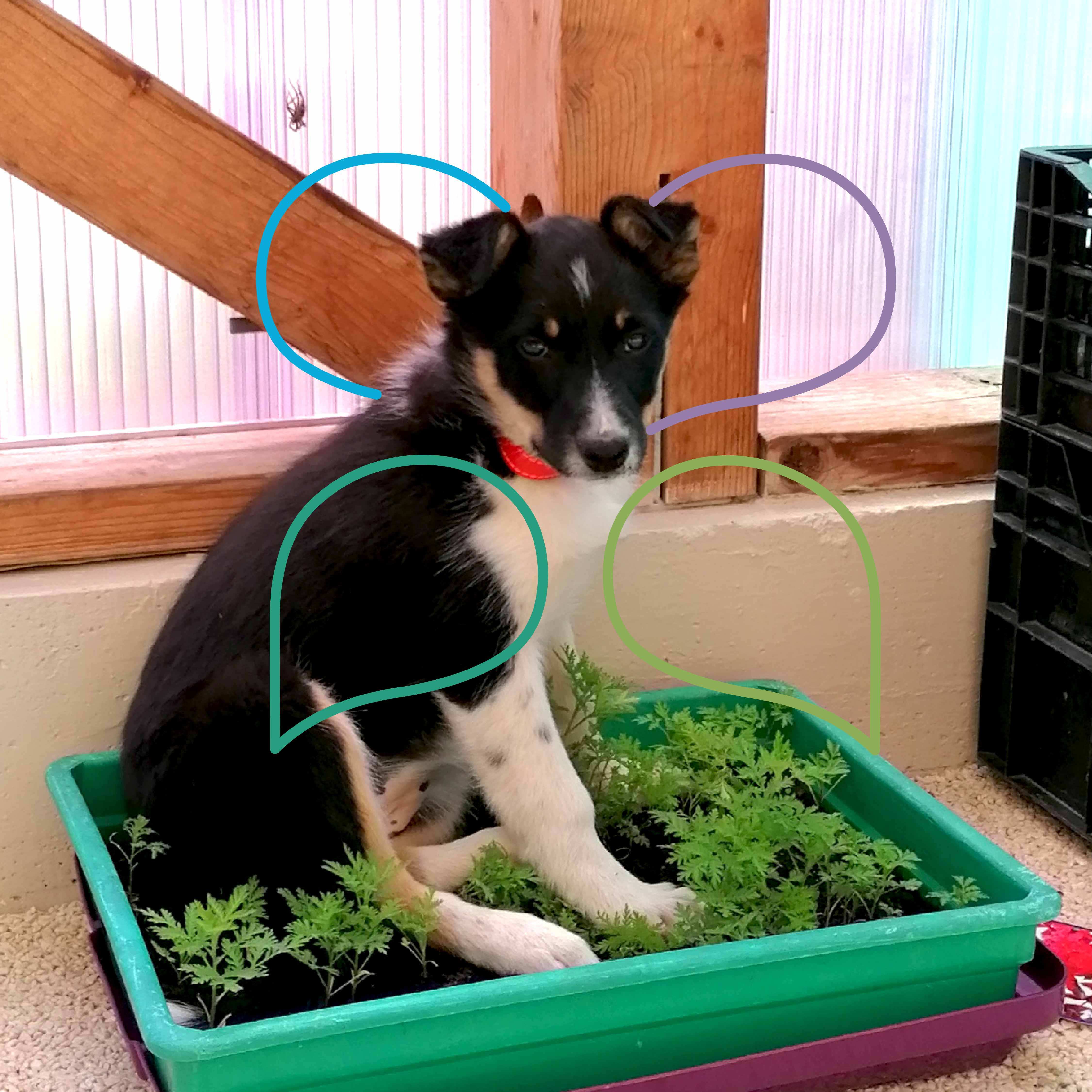 Animali domestici in distilleria